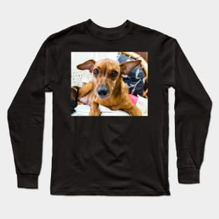 Red miniature pinscher dog portrait Long Sleeve T-Shirt